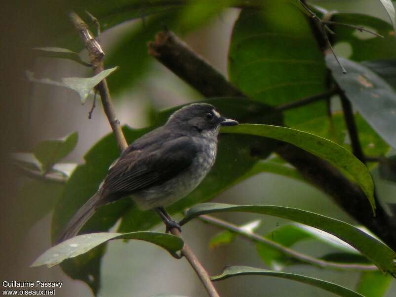 White-browed Forest Flycatcheradult, habitat