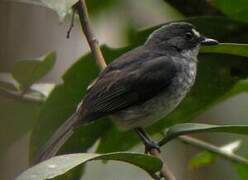 White-browed Forest Flycatcher