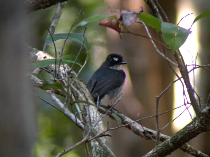 White-browed Forest Flycatcheradult