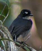 White-browed Forest Flycatcher