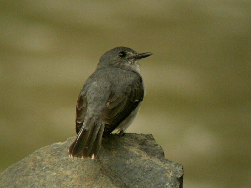 Cassin's Flycatcher male adult breeding, song