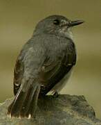 Cassin's Flycatcher