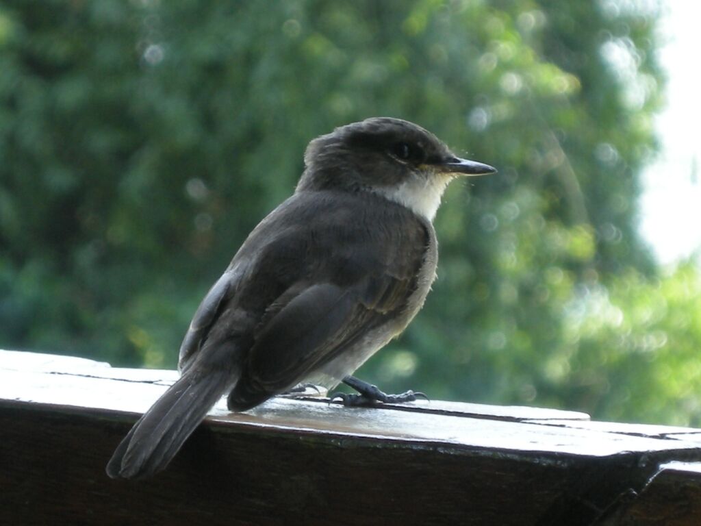 Swamp Flycatcherimmature