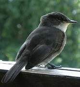 Swamp Flycatcher