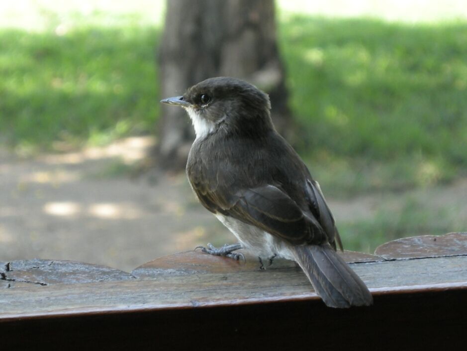 Swamp Flycatcherimmature