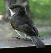 Swamp Flycatcher