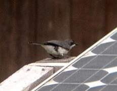 Fraser's Forest Flycatcher