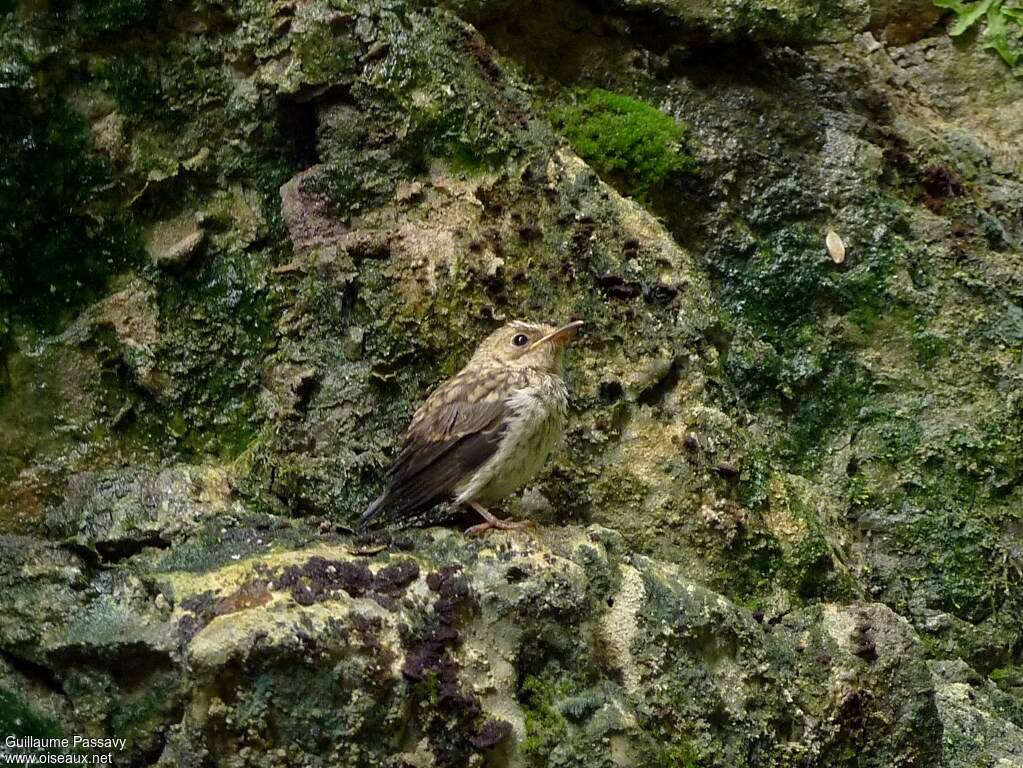 Gobemouche grisjuvénile, identification