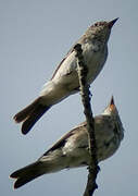 Spotted Flycatcher