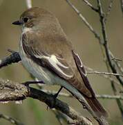 European Pied Flycatcher