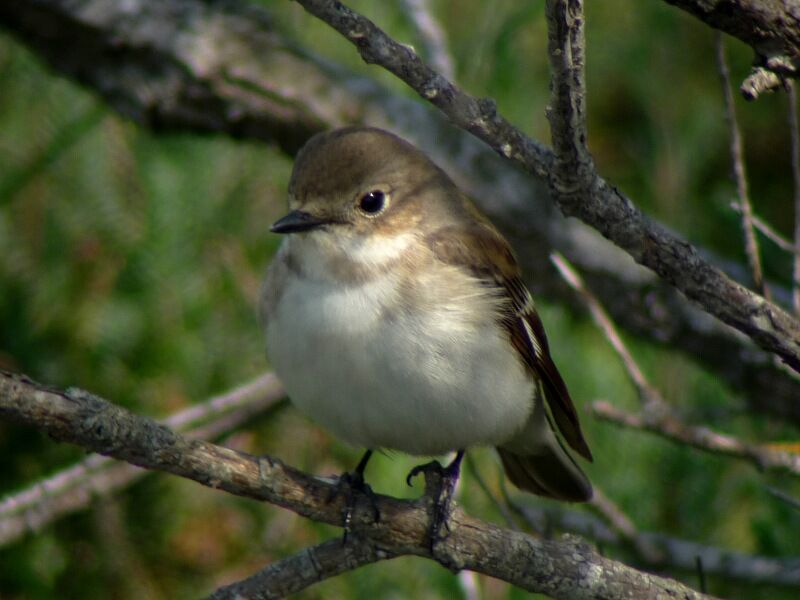 European Pied Flycatcher female adult breeding