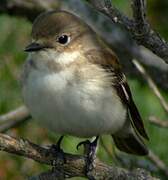 European Pied Flycatcher