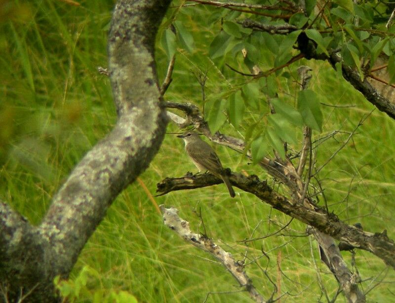 Pale Flycatcheradult