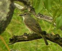 Pale Flycatcher