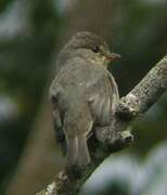 African Dusky Flycatcher