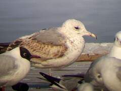 Mew Gull