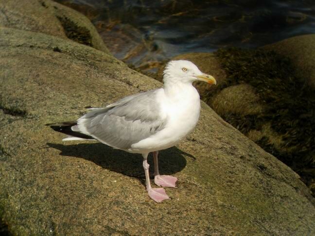 American Herring Gull