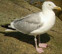 American Herring Gull