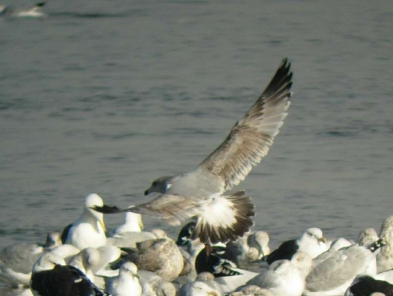 American Herring Gull