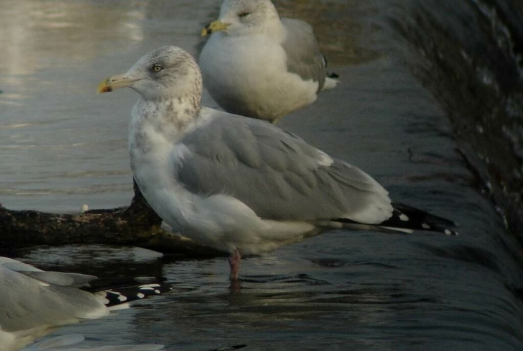 American Herring Gull