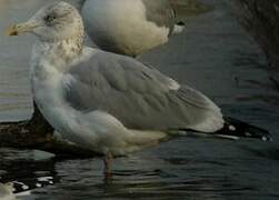 American Herring Gull