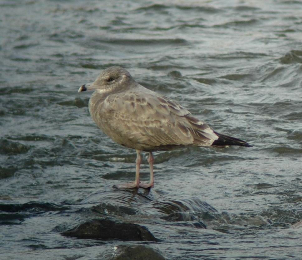 American Herring Gull