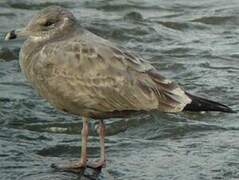 American Herring Gull