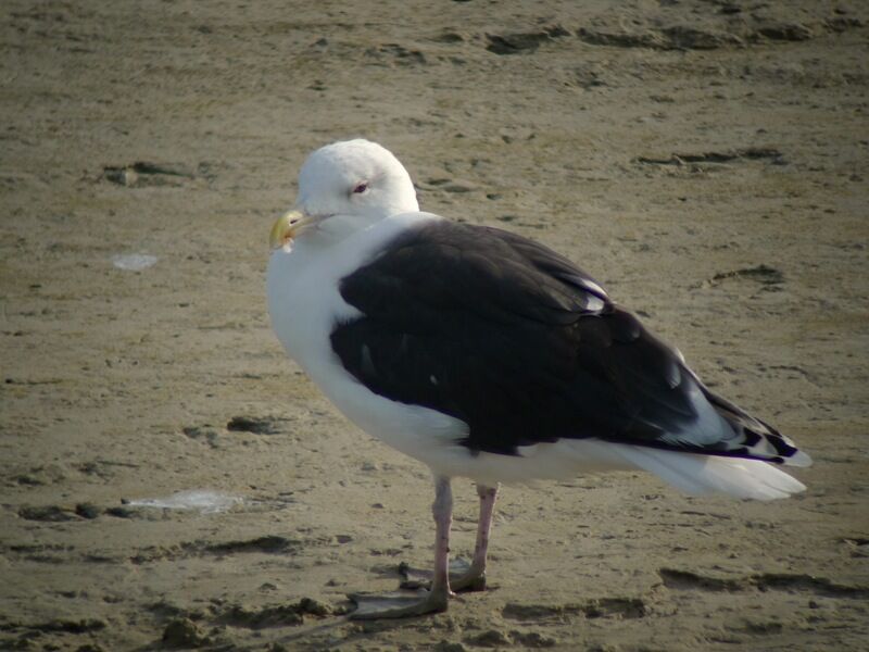 Great Black-backed Gulladult post breeding