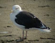 Great Black-backed Gull