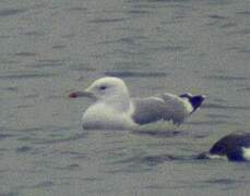 Caspian Gull