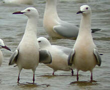 Slender-billed Gull