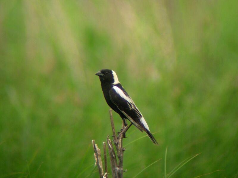 Bobolink male adult breeding