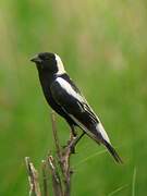 Bobolink