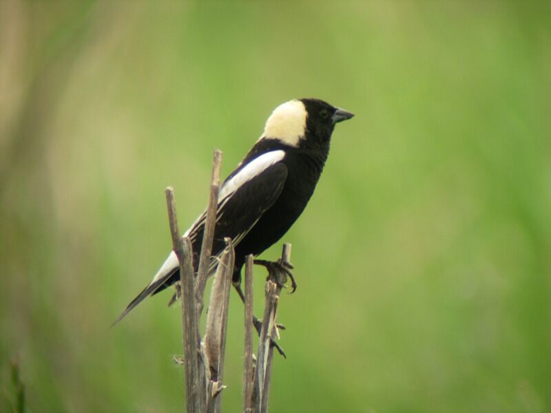 Bobolink male adult breeding