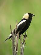 Bobolink