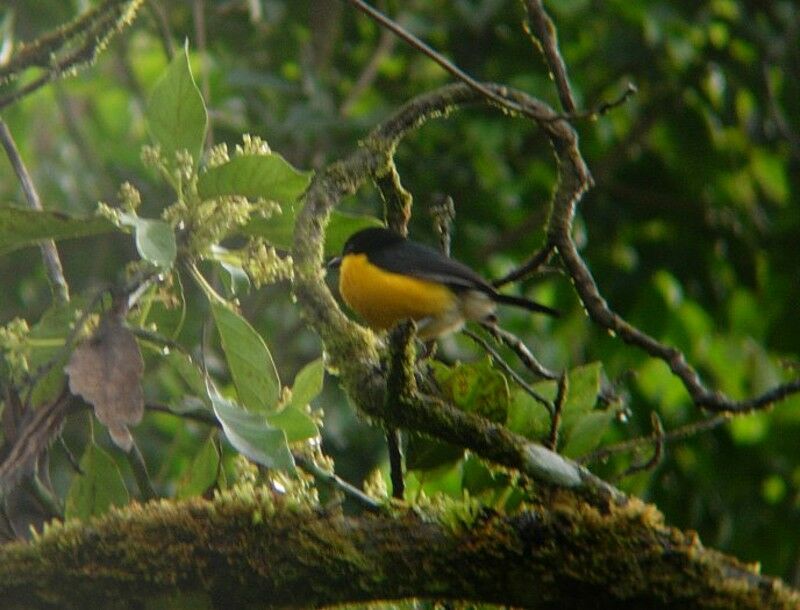 Yellow-breasted Boubouadult breeding