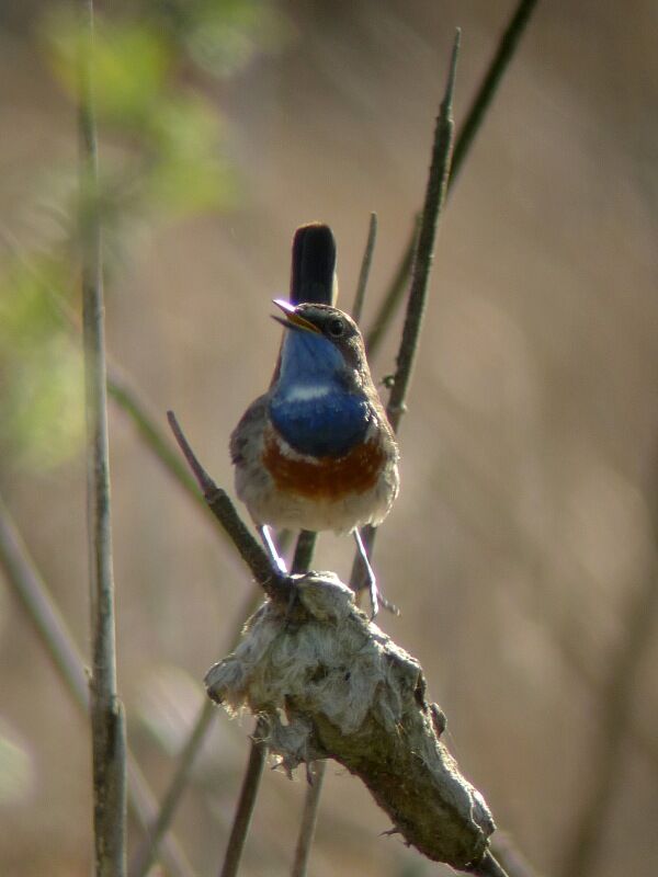 Bluethroat male adult breeding, song