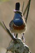 Bluethroat