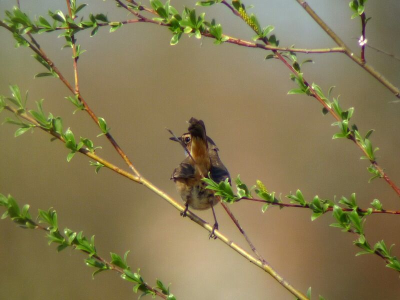 Bluethroat male adult breeding