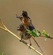 Bluethroat