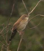 Fan-tailed Grassbird