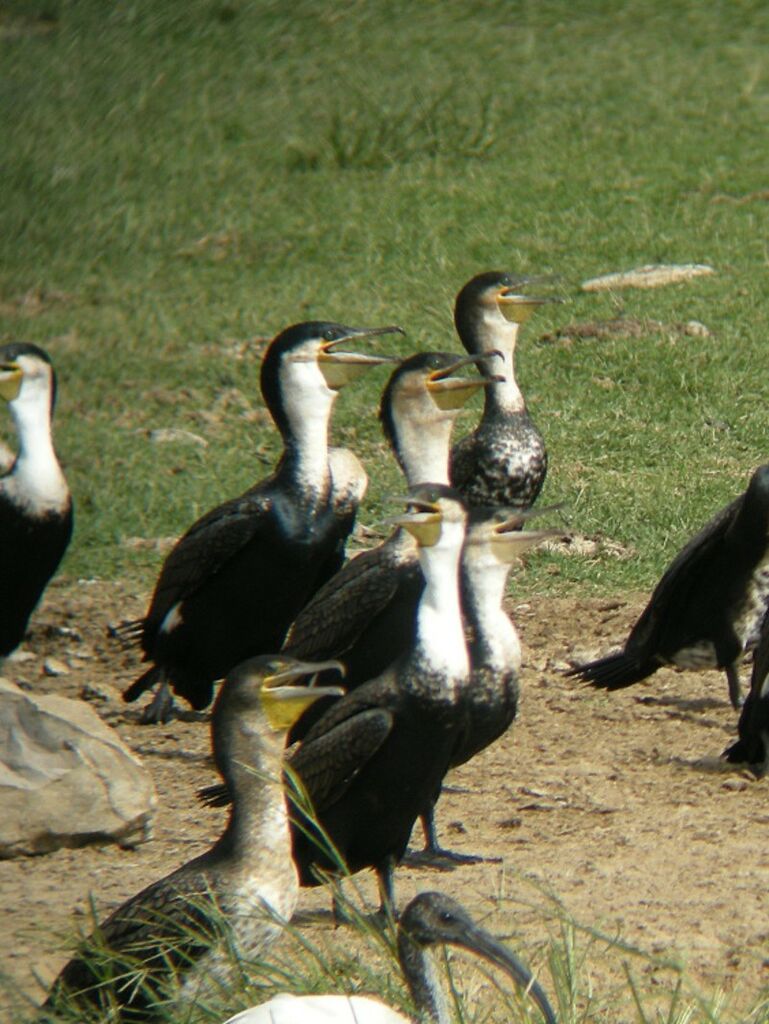 Grand Cormoranadulte