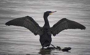 Great Cormorant