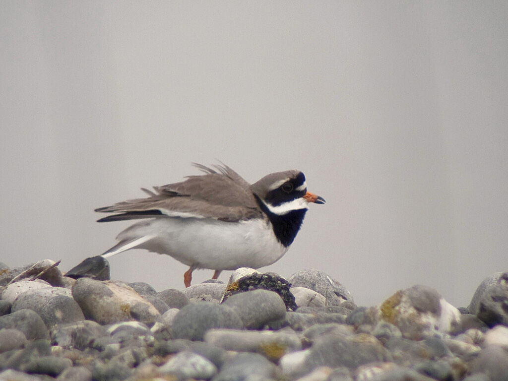 Common Ringed Plover male adult breeding, Behaviour