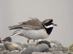 Common Ringed Plover