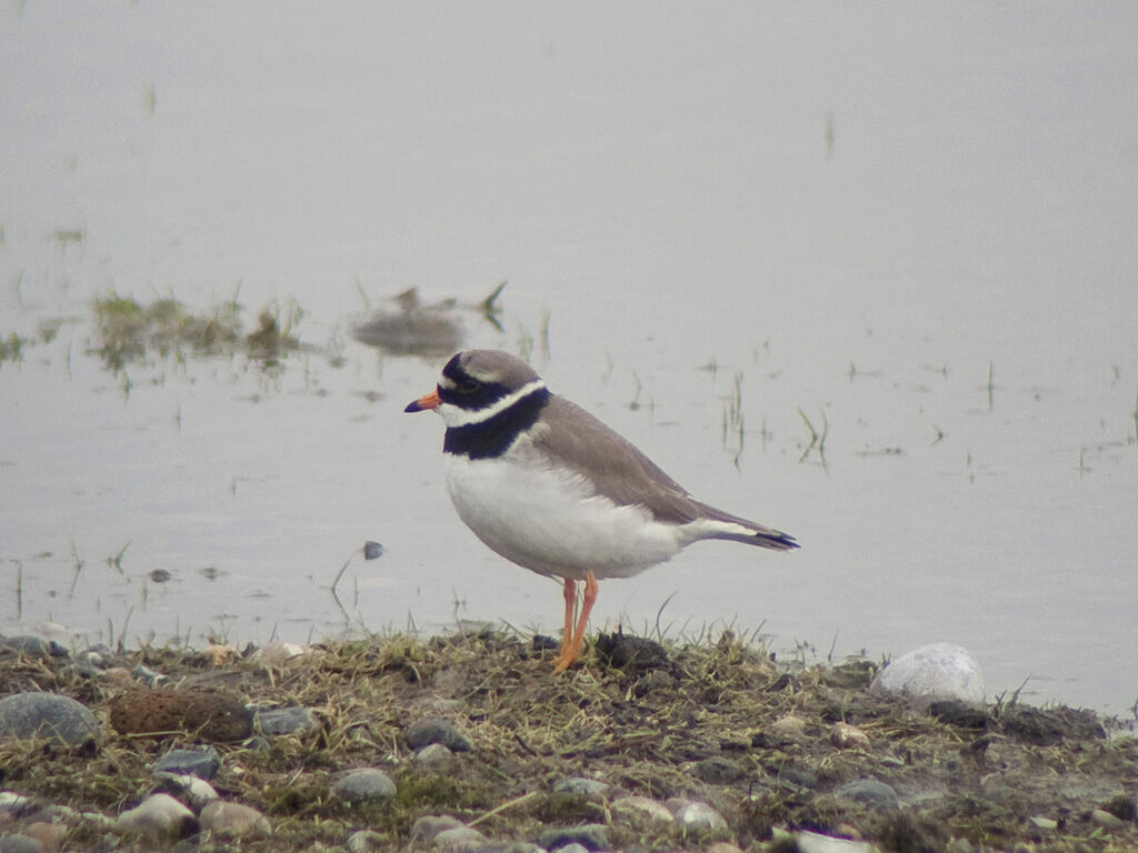 Common Ringed Ploveradult breeding