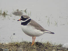 Common Ringed Plover