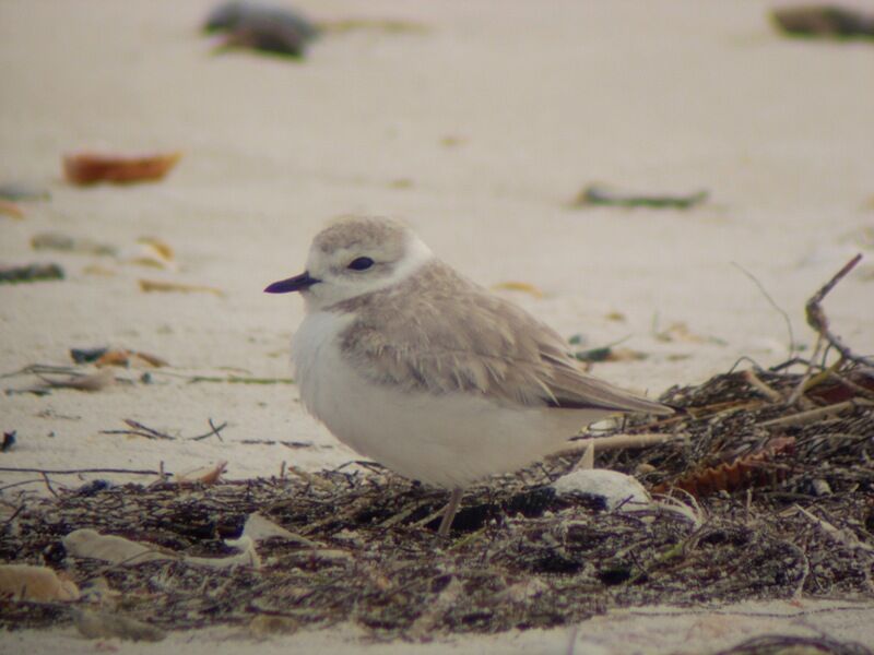 Kentish Ploverimmature