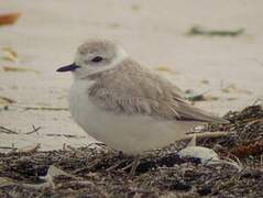 Kentish Plover