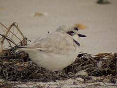 Kentish Plover